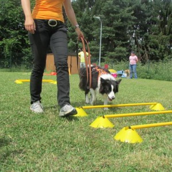 Freilaufgruppe große Hunde