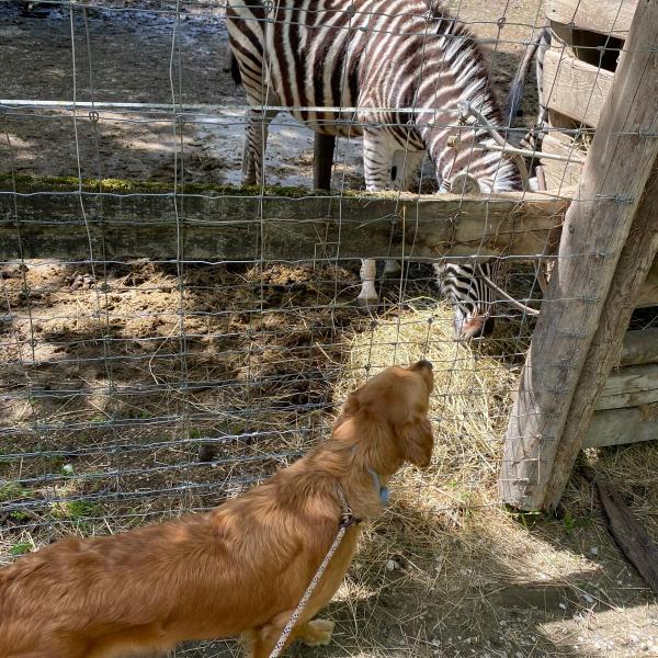 Zoo Besuch