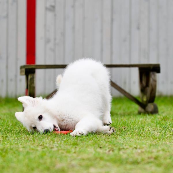 Junghundezeit und Pubertät - Gruppe "Die Streifenhörnchen"