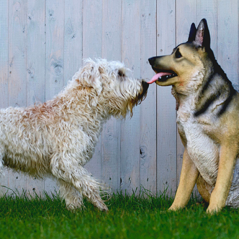 Webinar-Bundle "Alltag mit Hund" & "Körpersprache und Kommunikation"