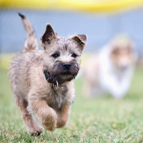 Rückruftraining für Einsteiger - Mini-Kurs