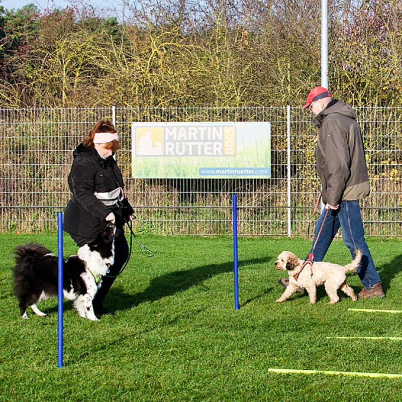 Social Walk - Mini-Kurs