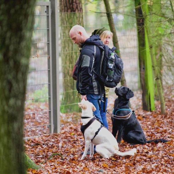 Beschäftigung draußen im Wald - Mini-Kurs