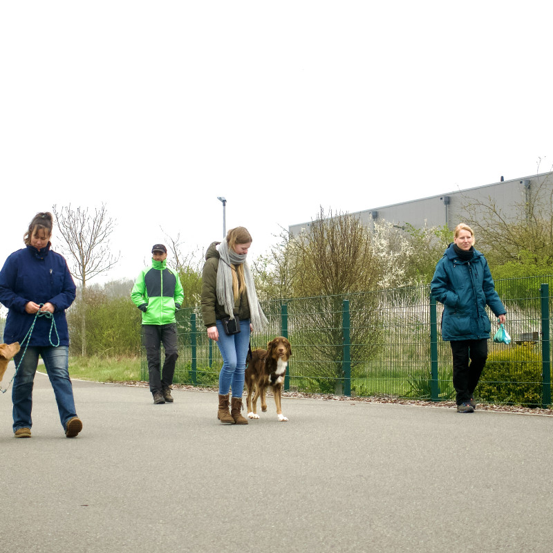 Social Walk für Tierheim-Gassi-Gänger:innen