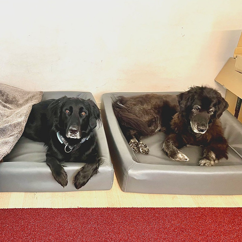 Alltag mit Hund (Webinar)