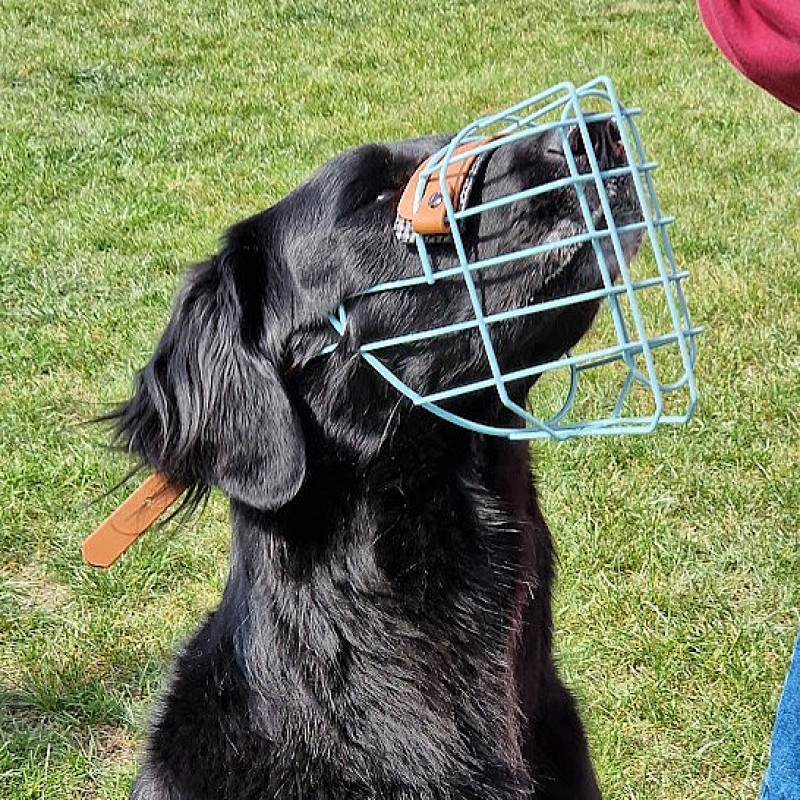 Maulkorbtraining - Mini-Kurs