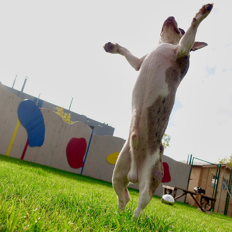 Tricktraining - Mini-Kurs