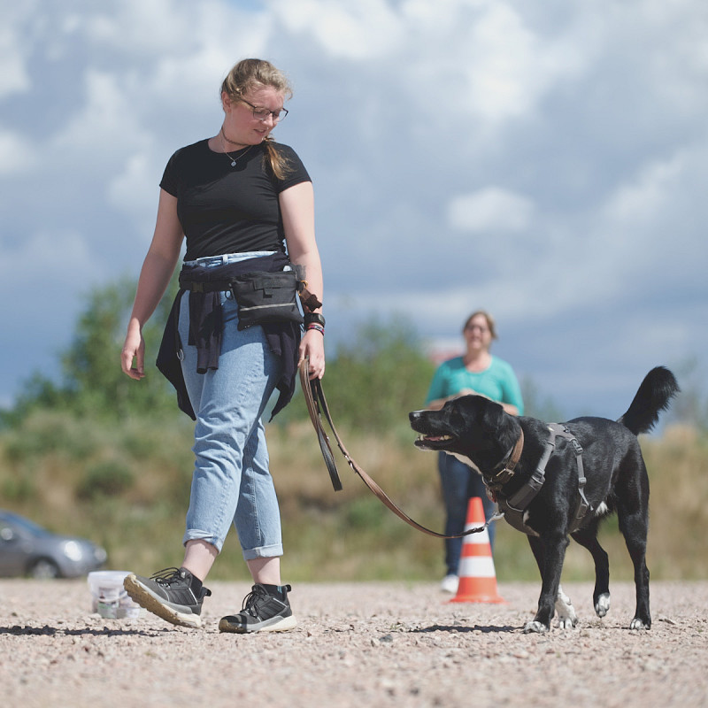 Leinenführigkeit 2 - Mini-Kurs