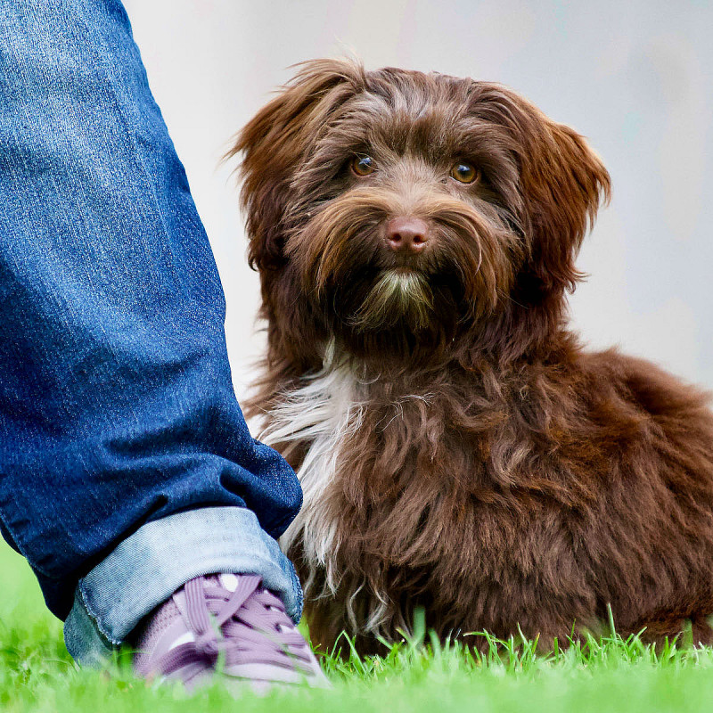 Abschirmtraining - Mini-Kurs