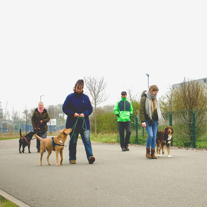 Social Walk - Mini-Kurs
