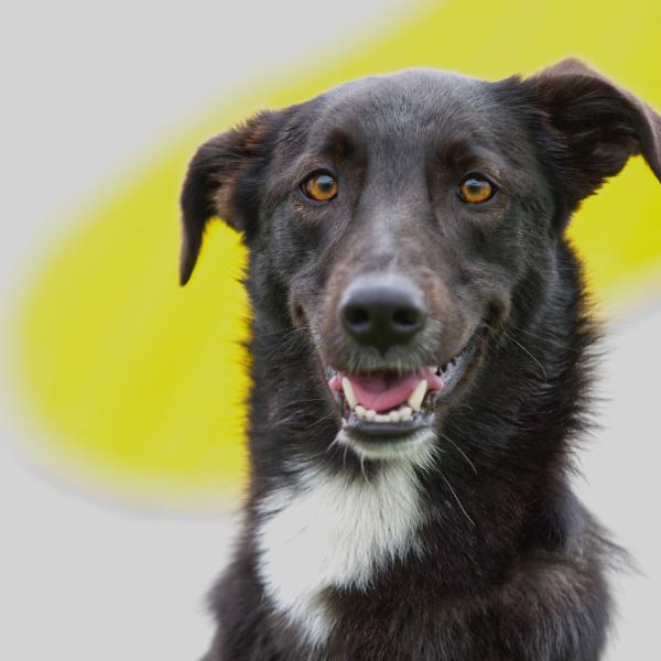 Webinar Tierschutzhunde & Secondhand-Hunde