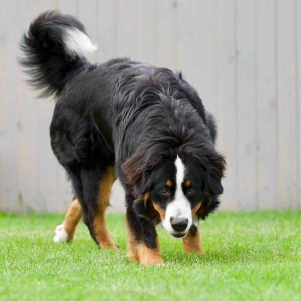 Futterbeutel-Training - Mini-Kurs