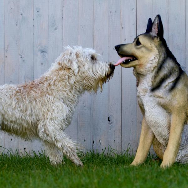 TS Körpersprache & Kommunikation Mini-Seminar