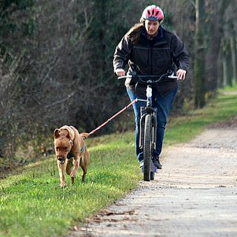 Zughundesport - Canicross (Freitag 19:00 Uhr) / April 2026