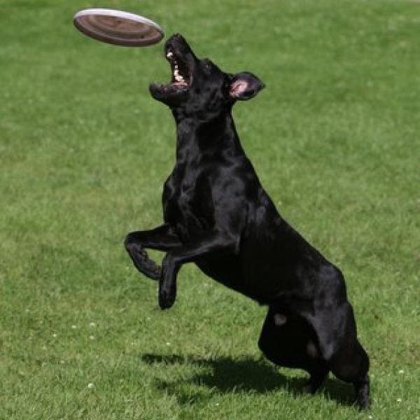 Frisbee mit Hunden – Spass und Training für Mensch und Hund!