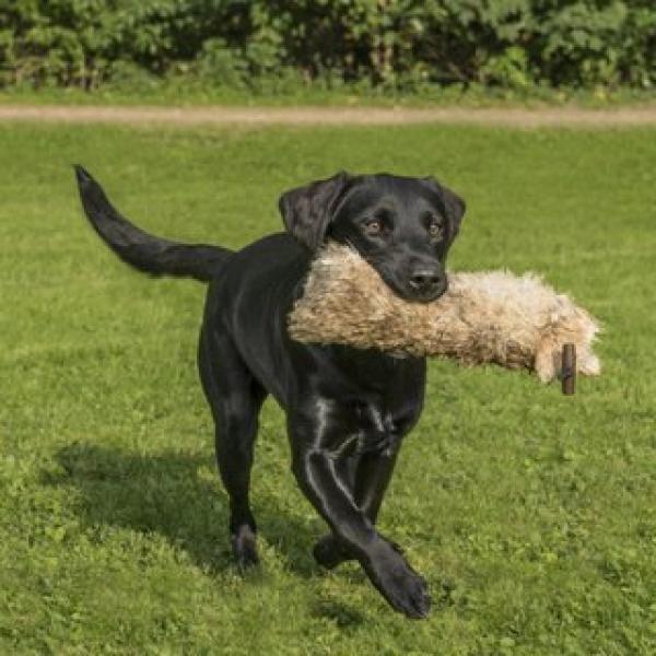 Jagen? Nein Danke! (Freitag 17:00 Uhr) / Januar 2026