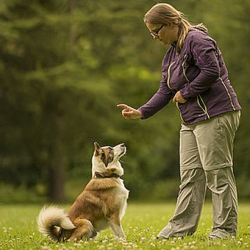 Vorbereitungskurs: Nationales Hundehalter Brevet - NHB (Donnerstag 19:00 Uhr) / Oktober 2026