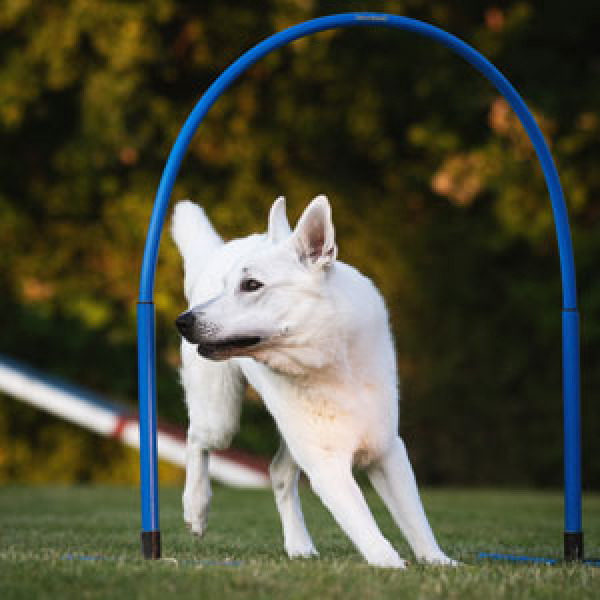 Hoopers Agility - Beginner / August 2025
