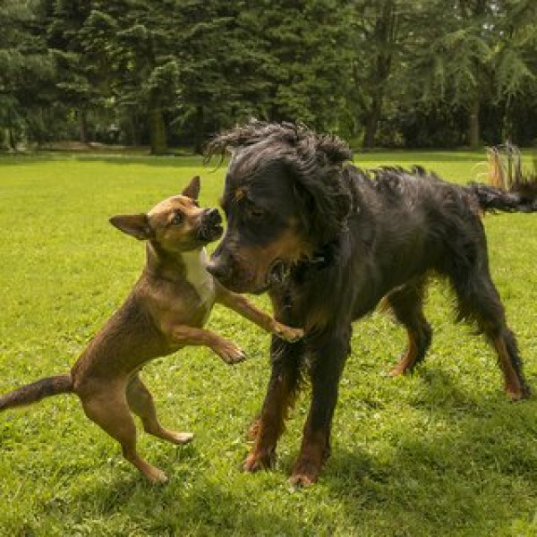 Körpersprache & Kommunikation - Freilauf-Seminar mit Gastreferent Steve Lautz - PASSIVE Teilnahme OHNE Hund