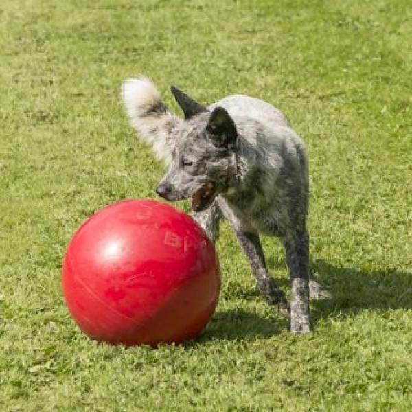 Treibball - Tolle körperliche und geistige Auslastung