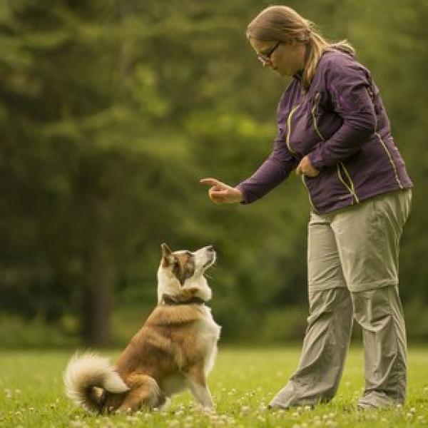 Vorbereitungskurs: Nationales Hundehalter Brevet - NHB (Mittwoch 18:00 Uhr) / März 2026