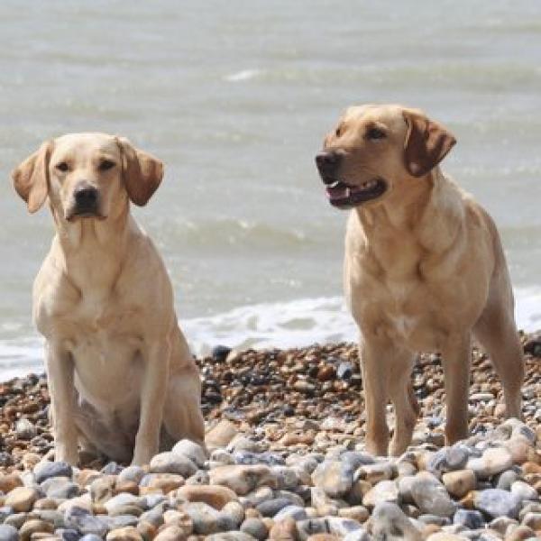 "Urlaub mit Hund" in Renesse Holland (2. Woche)