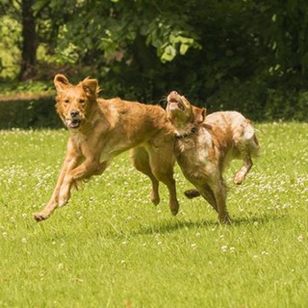 Freilaufgruppe – Möglichkeit zum Sozialkontakt / März 2026