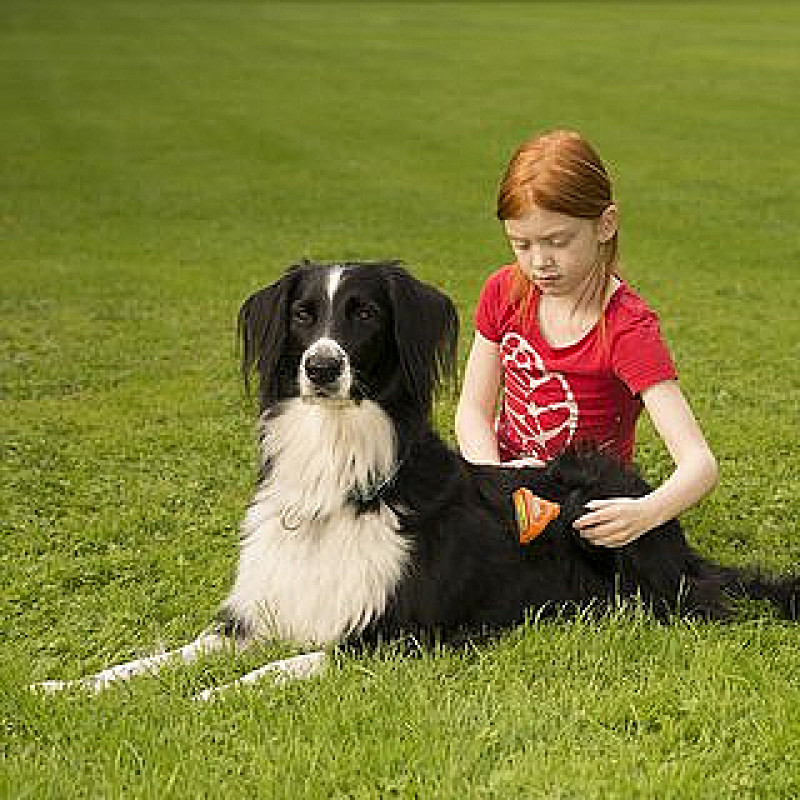 Kind und Hund - Umgang mit dem vierbeinigen Freund (Mittwoch 14:00 Uhr) / Juli 2026