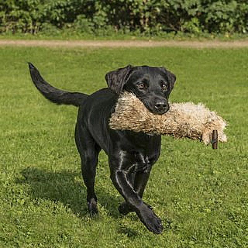Jagen? Nein Danke! (Freitag 17:00 Uhr) / Juni 2026