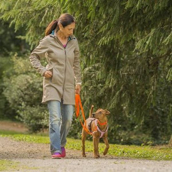 Junghundezeit und Pubertät – auf dem Weg zum erwachsenen Hund - Anschlusskurs / August 2025