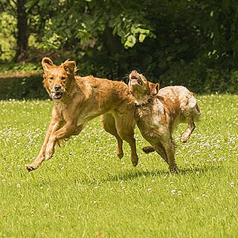 Freilaufgruppe für kleine Hunde – Möglichkeit zum Sozialkontakt / Juni 2026