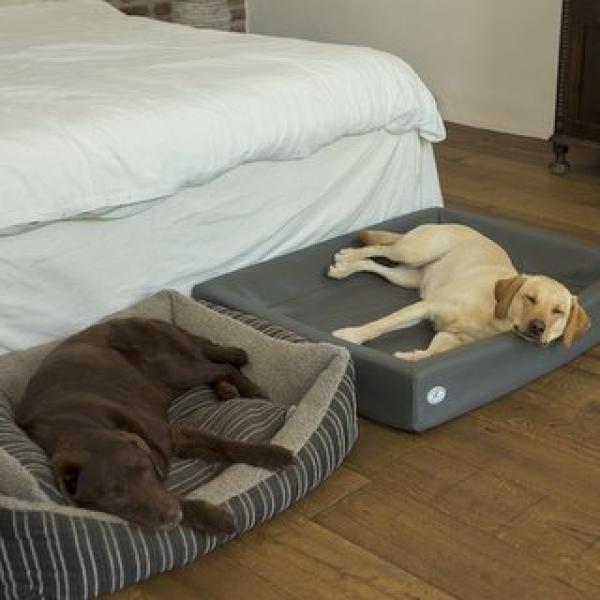 Alltag mit Hund - Onlineseminar (Donnerstag) / April 2026