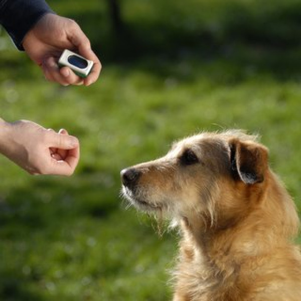 Clickertraining / August  2025