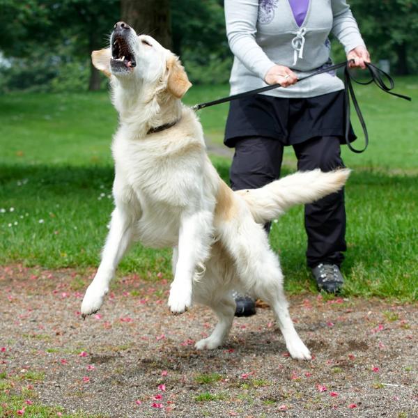 Aggressionsverhalten an der Leine (Dienstag 18:00 Uhr) / April 2026
