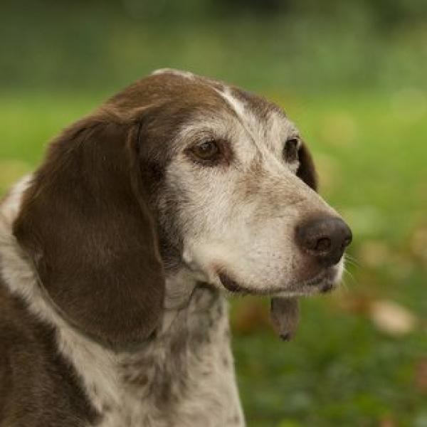 Alter Hund - na und? (Freitag 18:00 Uhr) / März 2026