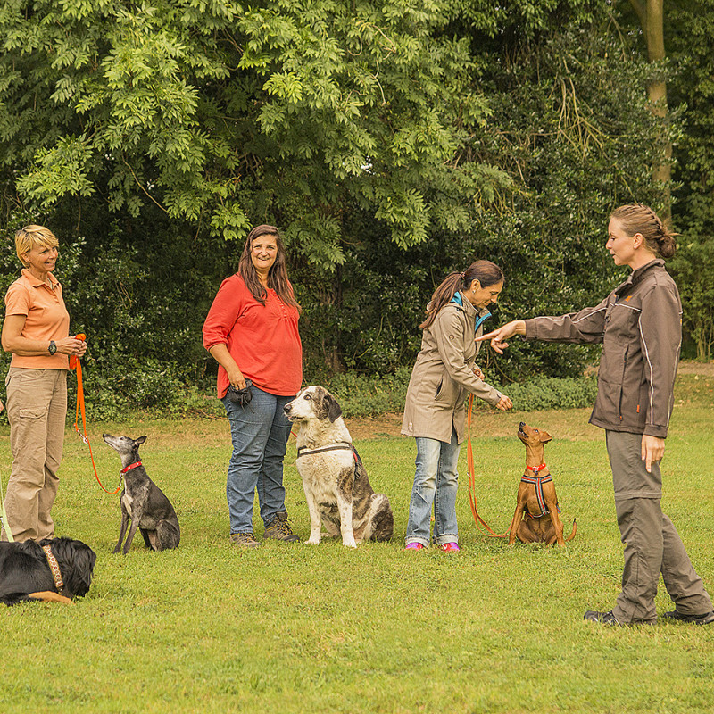 Basiskurs Hundeerziehung