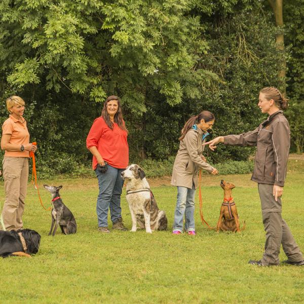 Basiskurs Hundeerziehung