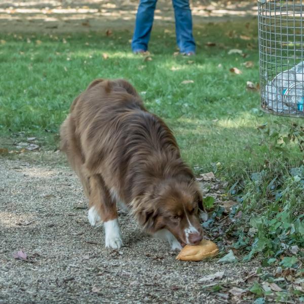 Anti-Giftköder-Training