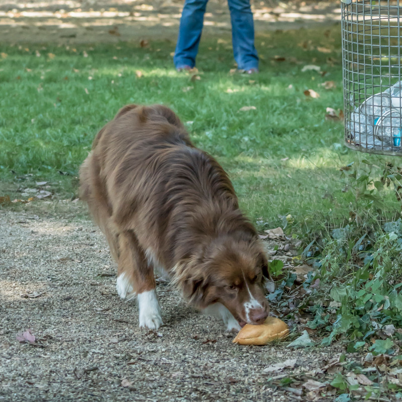 Anti-Giftköder-Training