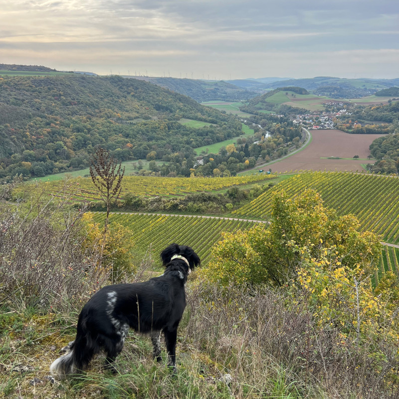 Wanderung mit Hund