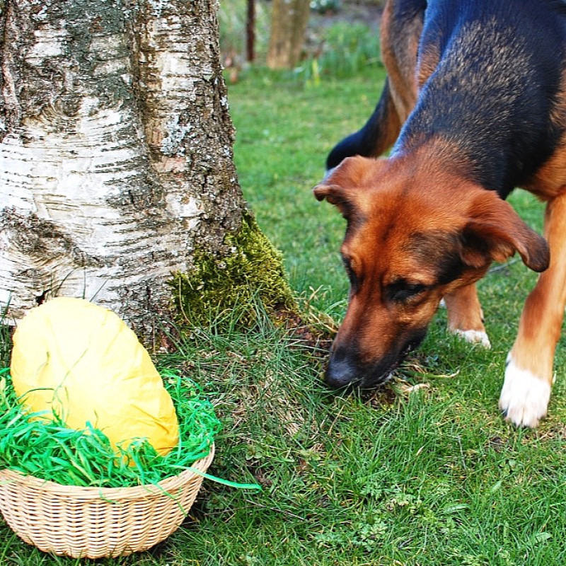 Oster-Special: Intensivkurs Nasenarbeit