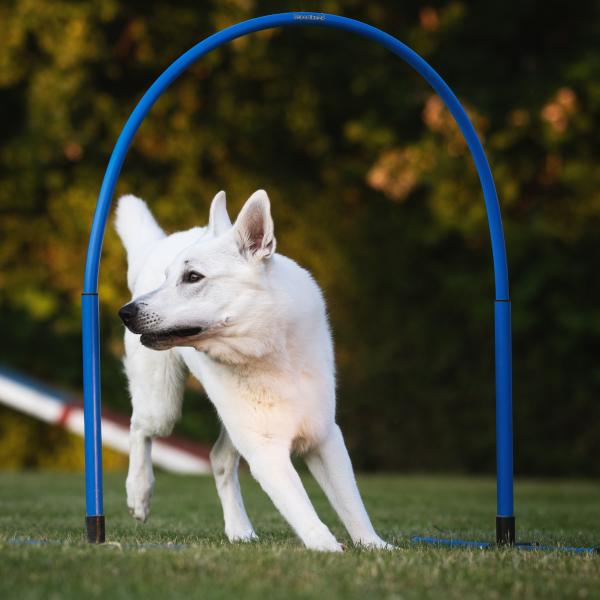 Hoopers Agility Kurs (Leichte Fortgeschrittene)
