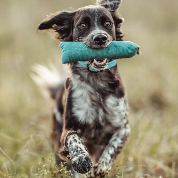 Dummytraining Einsteigerkurs