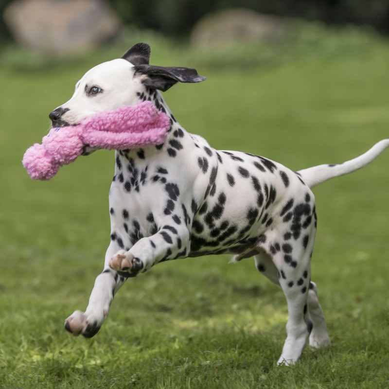 Webinar Grundlagen Welpenerziehung & Hundetraining