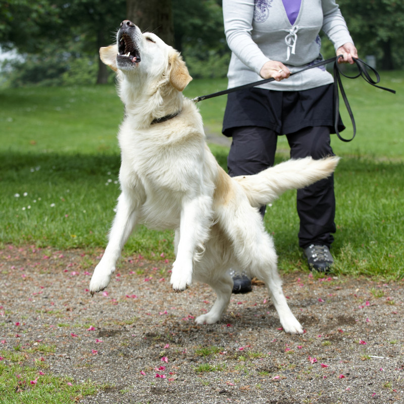 Aggression bei Hunden verstehen und trainieren
