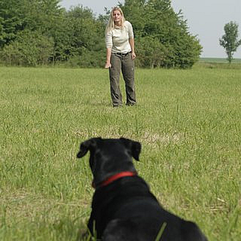 Distanztraining
