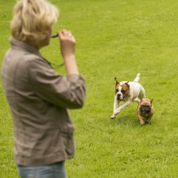 Rückruftraining für Anfänger:innen Wels