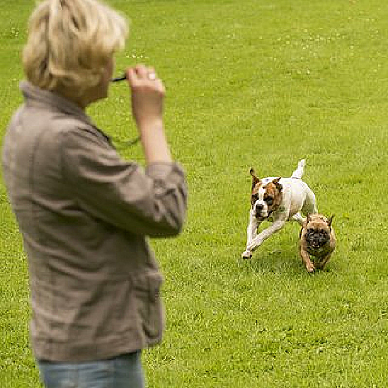 Rückruftraining für Fortgeschrittene