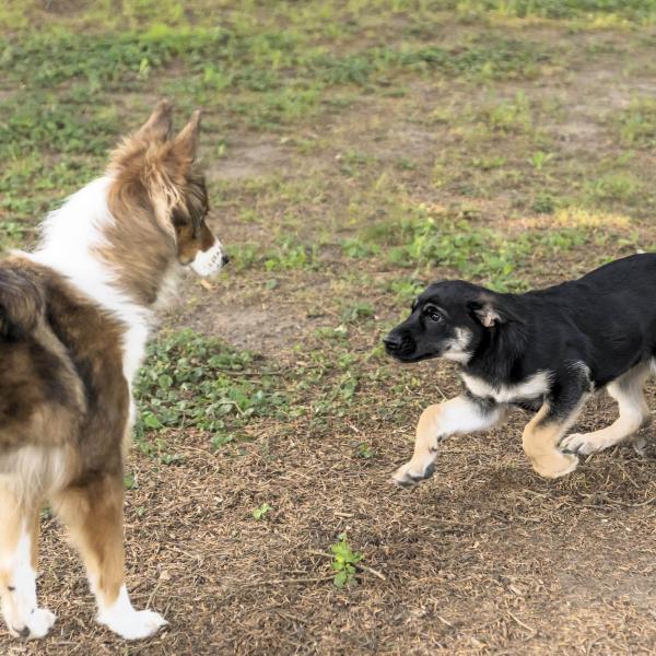 Der tut nix?! - Onlineseminar mit Videoanalyse