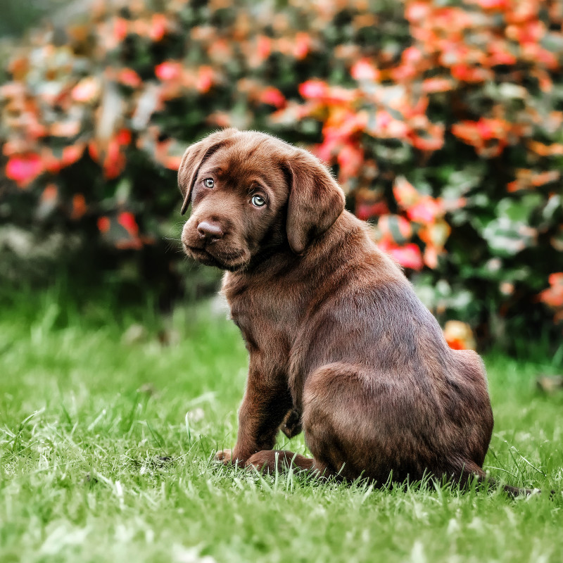 Junghunde " Der Stadtwelpe"